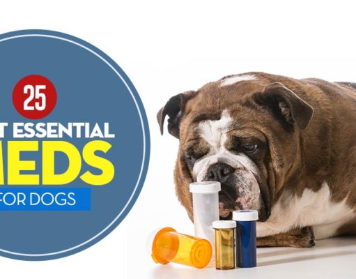 25 Most Essential Dog Meds (And When Your Pet Needs Them) Most Essential Dog Meds featured image
