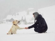 Study Shows How People Empathize More with Dogs than Humans People Empathize More with Dogs than Humans