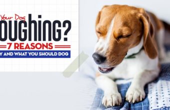 Dog Coughing: 7 Reasons Why Dogs Cough and What to Do Reasons Dogs Cough and What to Do
