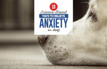 10 Science-based Ways to Relieve Anxiety in Dogs Science-based Ways to Relieve Anxiety in Dogs
