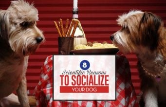 8 Scientific Reasons to Socialize Your Dog Scientific Reasons to Socialize Your Dog