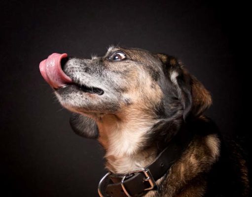 Studies Say When Dogs Lick Their Mouths, You’re Stressing Them Out Studies Say When Dogs Lick Their Mouths You’re Stressing Them Out