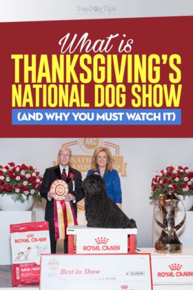 Thanksgiving Dog Show 2018: When Is It and 4 Reasons to Watch It