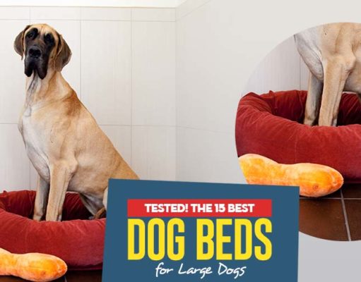 Top 15 Best Dog Beds for Large Dogs The Best Dog Beds for Large Dogs