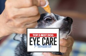 Top 5 Best Dog Eye Care Products The Best Dog Eye Care Products