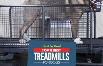 Top 11 Best Dog Treadmills The Best Dog Treadmill Choices for Exercise and Recovery