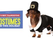 Top 8 Best Thanksgiving Dog Costumes The Best Thanksgiving Dog Costumes for the Holiday
