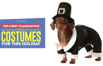 Top 8 Best Thanksgiving Dog Costumes The Best Thanksgiving Dog Costumes for the Holiday