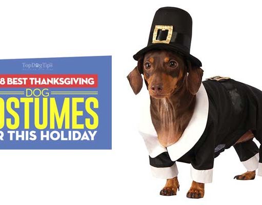 Top 8 Best Thanksgiving Dog Costumes The Best Thanksgiving Dog Costumes for the Holiday