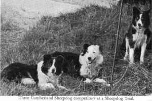 The Cumberland Sheepdog