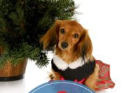 Top 13 Cutest Dog Christmas Dresses The Cutest Dog Christmas Dresses