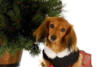 Top 13 Cutest Dog Christmas Dresses The Cutest Dog Christmas Dresses