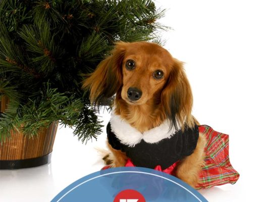Top 13 Cutest Dog Christmas Dresses The Cutest Dog Christmas Dresses