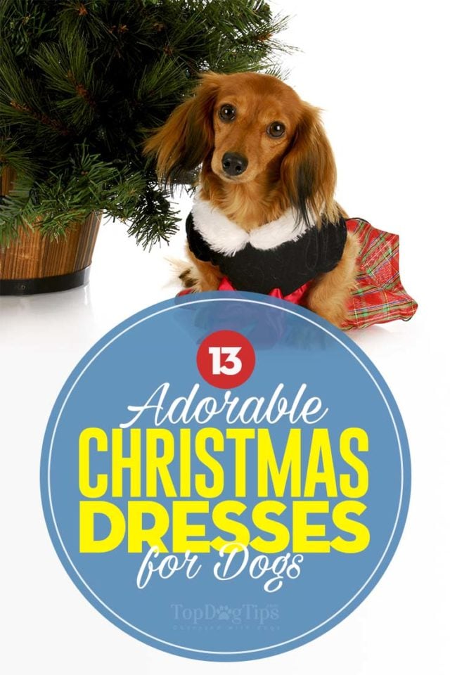 Top 13 Best Dog Christmas Dress Choices for Holidays in late 2018