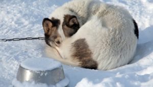 17 Reasons Why Keeping Dogs Outside in Winter Is a Bad Idea
