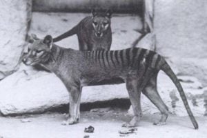 Thylacine dog breed