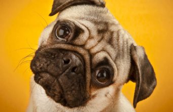 The Science and Psychology of Dog Language Understanding The Science and Psychology of Dog Language