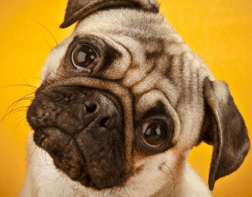 The Science and Psychology of Dog Language Understanding The Science and Psychology of Dog Language