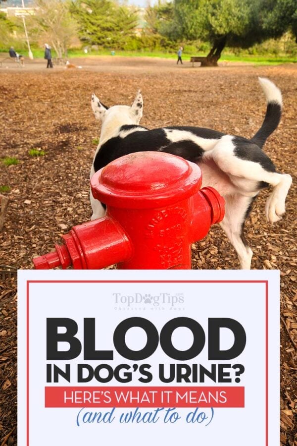 blood-in-dog-urine-hematuria-what-it-means-and-what-you-should-do
