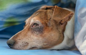 Winter Allergies in Dogs: Causes, Symptoms and Treatments Winter Allergies in Dogs - Causes, Symptoms and Treatments