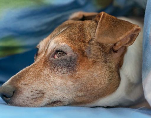 Winter Allergies in Dogs: Causes, Symptoms and Treatments Winter Allergies in Dogs - Causes, Symptoms and Treatments