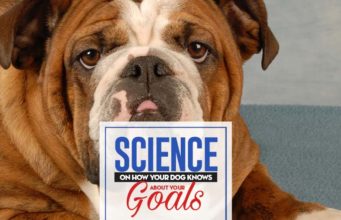 Your Dog Knows About Your Goals and Thinks They’re Not Up to Snuff Your Dog Knows About Your Goals and Thinks They're Not Up to Snuff