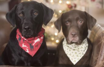 Top 12 Best Christmas Dog Bandanas best Christmas dog bandanas