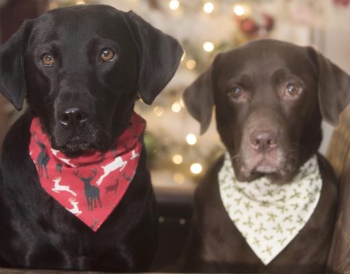 Top 12 Best Christmas Dog Bandanas best Christmas dog bandanas