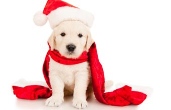 Top 15 Best Dog Christmas Scarfs best dog Christmas scarf