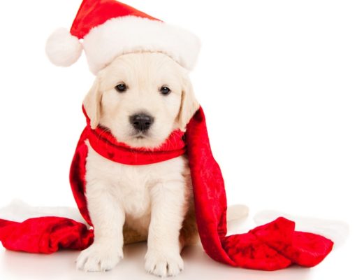 Top 15 Best Dog Christmas Scarfs best dog Christmas scarf