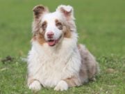 Best Dog Food for Miniature American Shepherd: 10 Vet Recommended Brands best dog food for Miniature American Shepherd