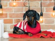 10 Ugly Christmas Sweaters for Dogs best ugly Christmas sweater for dogs