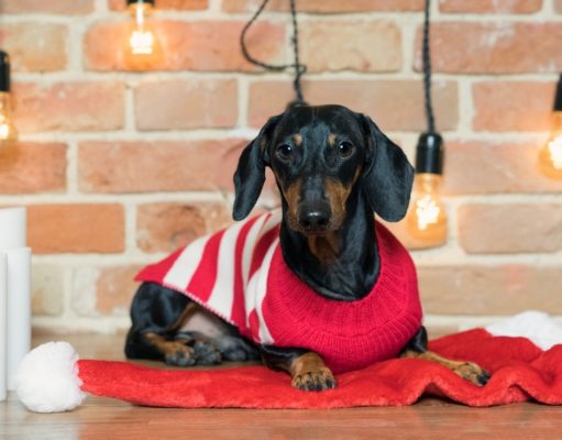 10 Ugly Christmas Sweaters for Dogs best ugly Christmas sweater for dogs