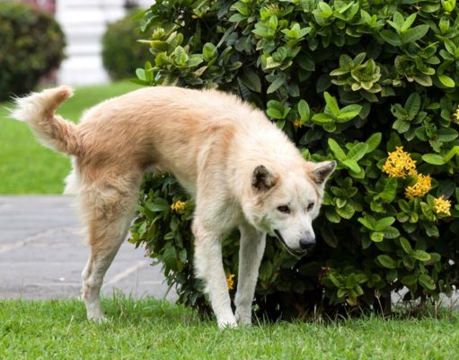 Blood in Dog’s Urine (Hematuria): What It Means and What You Should Do blood in dog urine