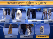 The Results of 2017 National Dog Show Are Here Here are the Results of the 2017 National Dog Show!