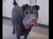 Dying “Hippo” Dog Gets Last Day Full of Love Dying “Hippo” Dog Gets Last Day Full of Love