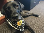 After Failing Careers 3 Times, Dog Finally Finds Purpose Helping People After Failing Careers 3 Times, Dog Finally Finds Purpose Helping People