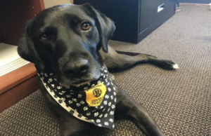 After Failing Careers 3 Times, Dog Finally Finds Purpose Helping People After Failing Careers 3 Times, Dog Finally Finds Purpose Helping People