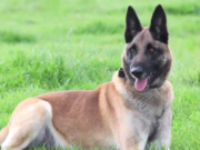 Dog Who Saved Soldiers’ Lives from the Taliban Gets Military’s Highest Award Dog Who Saved Soldiers’ Lives from the Taliban Gets Military’s Highest Award