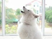 20 Most Talkative Dog Breeds That Bark Often most talkative dog breeds featured image