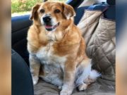 Watch the Epic Weight Loss Journey of this Obese Dog Unfold Watch the Epic Weight Loss Journey of this Obese Dog Unfold