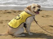 Charity Group Seeking Volunteers to Raise Puppies Charity Group Seeking Volunteers to Raise Puppies