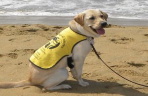 Charity Group Seeking Volunteers to Raise Puppies Charity Group Seeking Volunteers to Raise Puppies