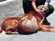 Woman Who Abandoned Dog with Enormous Tumor Receives Sentencing Woman Who Abandoned Dog with Enormous Tumor Receives Sentencing