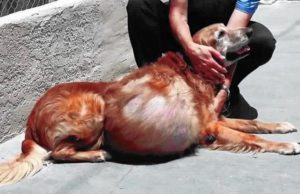 Woman Who Abandoned Dog with Enormous Tumor Receives Sentencing Woman Who Abandoned Dog with Enormous Tumor Receives Sentencing