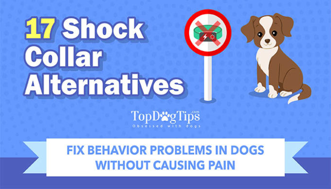 17 Alternatives to Shock Collars for Dogs Based on Science [Infographic]
