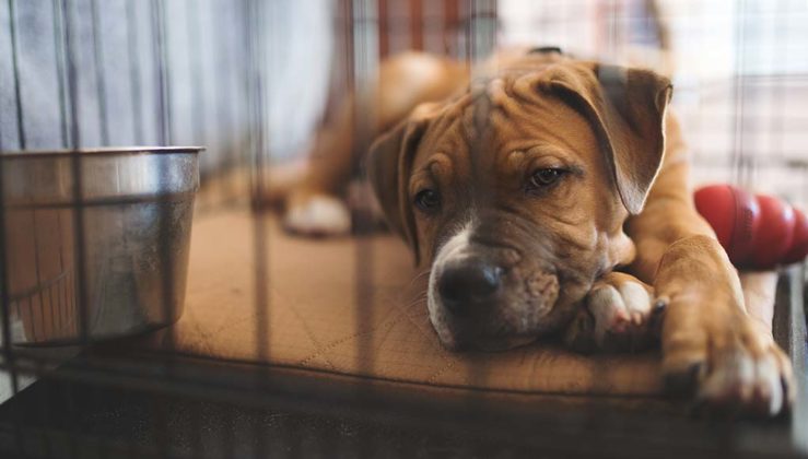 Image showcasing Crate Training a Puppy: 22 Tricks and Tips - Top Dog Tips