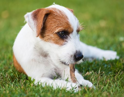 Are Bully Sticks Good for Dogs? Are Bully Sticks Good for Dogs