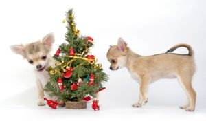 Puppy's First Christmas Tree Safety Tips