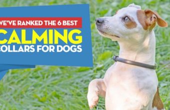 Top 6 Best Calming Collars for Dogs Best Calming Collar for Dogs